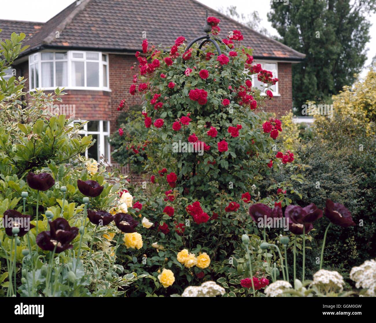 Mixed Border - with Rosa `Paul's Scarlet Climber' on a pergola  as a focal point   MXB069775     Pho Stock Photo